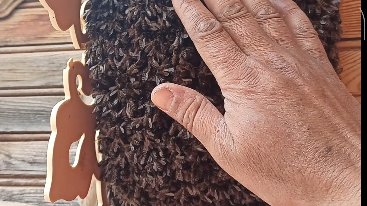 خروج طرود نحل في الثلج 2026/03/15 جنوب ولاية سطيف الجزائرية