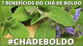 7 benefcios sobre ch de boldo que voc no sabia #chdeboldo #benefciosdochdeboldo #boldo