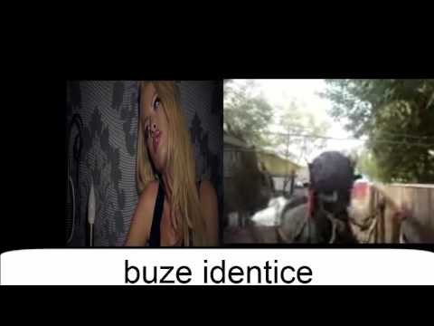 postari din pribilesti