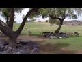 Baby Wildebeest