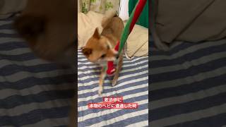 ヘビと戦う豆柴 #shibainu #柴犬 #cute #犬のいる暮らし #蛇
