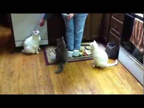 Three cats ADDICTED to Temptations Treats