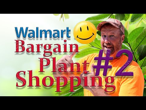 Bargain Hunting For Plants #2 ( Walmart ) What to Look For When Shopping For Plants!