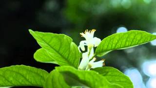 Śpiew ptaków poranek idelana muzyka do usypiania dzieci