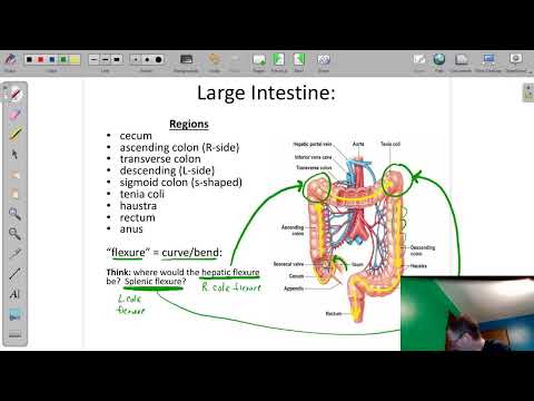 62 Digestive Sys: large intestine (colon)