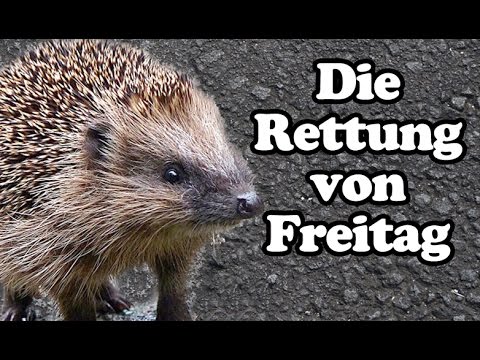Igel Rettung ♥ Umsiedlung in die Natur