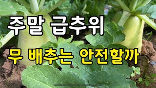 이번주말 급추위 온다는데 내 배추 무는 괜찮을까요