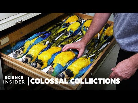 Why Over 600,000 Bird Specimens Are Preserved At The Smithsonian | Colossal Collections