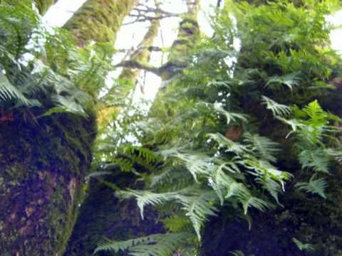 Rasa Serra Ft Coldberg & Gemidas - Oj Girioj Girioj