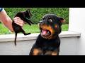 Animals Being Dramatic That Deserve An Oscar Funniest ANIMAL Videos