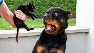 Animals Being Dramatic That Deserve an Oscar 🤣Funniest ANIMAL Videos