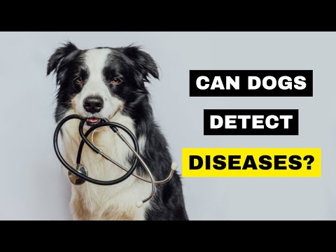 Dogs Can Detect Diseases | The Science Behind Their Incredible Sense of Smell