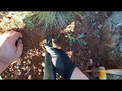 Defineci Tektekçi Şanslı Gününde Buluyor !!!