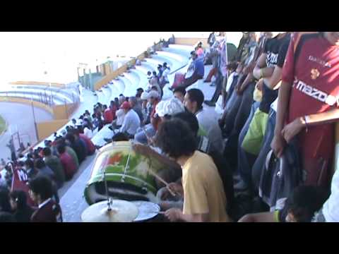 juvenil andino -tomilla