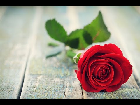 Hương yêu ngày cũ Sheet - Lê Máy