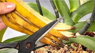 Absolute Treasure for ORCHIDS! Use It Just Once a Month, and Even the Weakest Plants Will Bloom!🌺