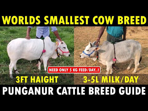 , title : 'Punganur Cow Farming | World's Smallest Cow Breed | Dwarf Cattle Breed'