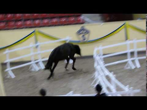 First Love f 14 e  Fürstenball Samarant