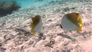 Swimming with Fish in Bora Bora