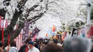 preview picture of video '熊谷さくら祭＠熊谷桜堤【cherry blossom viewing spot】'