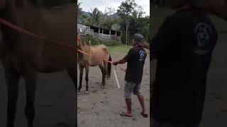 Download lagu KAWIN SILANG JENIS KUDA mp3