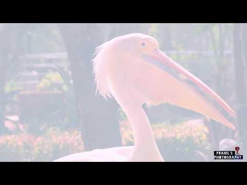 Animal Fantasy (PRANILS PHOTOGRAPHY)