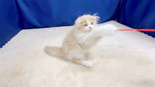 スコティッシュフォールドの動画01