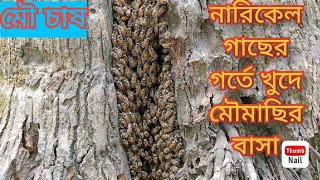 নারিকেল গাছের গর্তে এপিস সেরেনা তথা খুদে মৌমাছির বাসা||মৌমাছির পালন পদ্ধতি ও মৌ উপকরণ সামগ্রী।