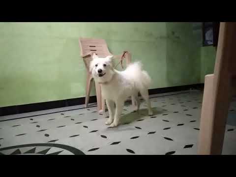 My dog reaction when I say go 😂😡😡  he become too serious about my words