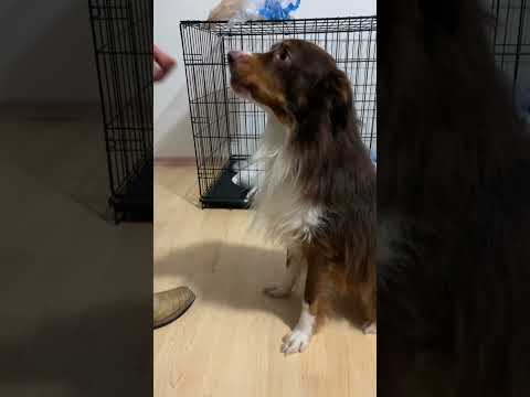 Mini Aussie Belvi In Houston
