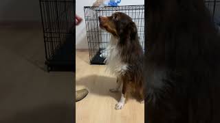 Mini Aussie Belvi in Houston