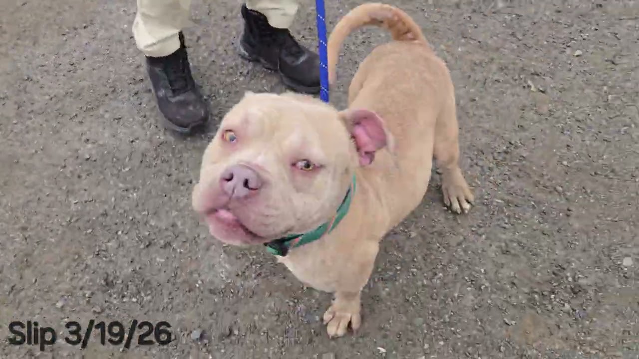 Enlarge Slip, a ADOPTABLE Plott Hound in Trenton, NJ video 3/3