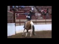 Sara Mierek And Dora The Explorer Pony Working Hunter