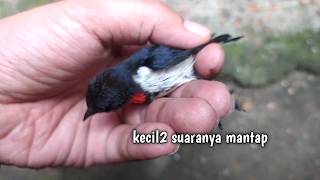 Download lagu ORDINARY BIRD BUT EXTRAORDINARY SOUND‼️don't look at the size but listen to the sound mp3