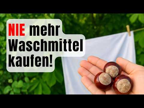 Stop buying detergent! How to save money with horse chestnuts (free & sustainable)