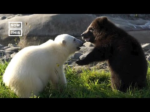 Grizzly Cub and Polar Bear Form Friendship at Detroit Zoo #Shorts
