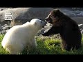 Grizzly Cub And Polar Bear Form Friendship At Detroit Zoo Shorts