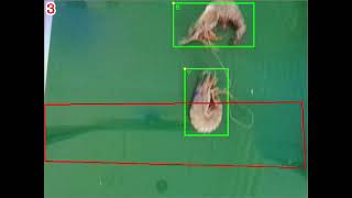 กล้องนับกุ้ง บนสายพาน