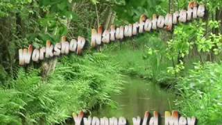 workshop Natuurfotografie.Veluwe