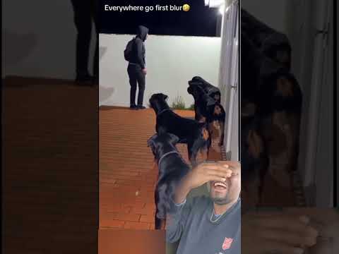 WHAT DO YOU THINK HE CAN DO NOW? 🤣🤣No escape plan #funny #funnyshorts #laughter #laughterchallenge