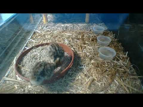 Partridges - The Arrival