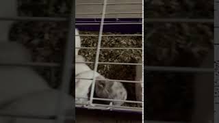 New Zealand rabbit Rabbits Videos