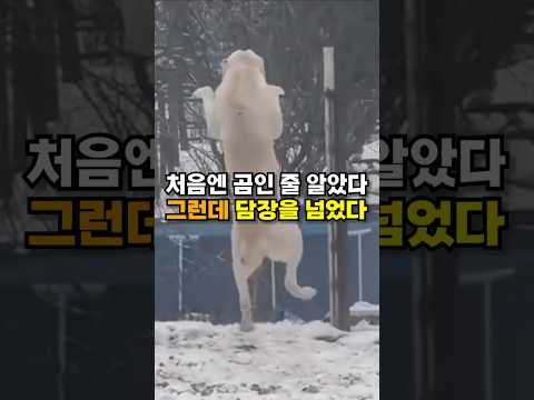 처음엔 곰인 줄 알았다 😭😭