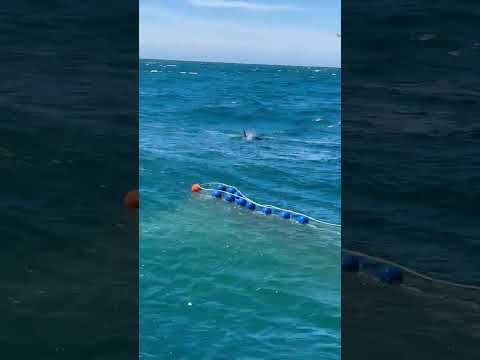 Orcas en zona de pesca - killerwhales - Rawson Chubut