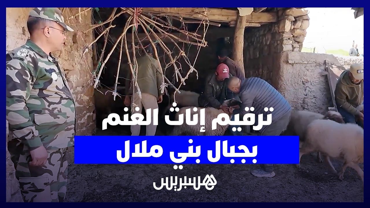 استعدادا لعيد الأضحى..السلطات تشرع في ترقيم إناث الغنم وكسابة يطمئنون المغاربة thumbnail