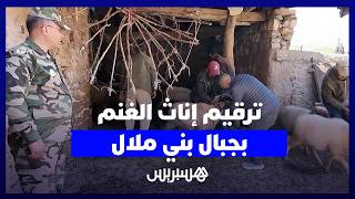 استعدادا لعيد الأضحى..السلطات تشرع في ترقيم إناث الغنم وكسابة يطمئنون المغاربة thumbnail