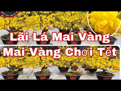 ngày nào tuốt lá mai vàng chuẩn nhất