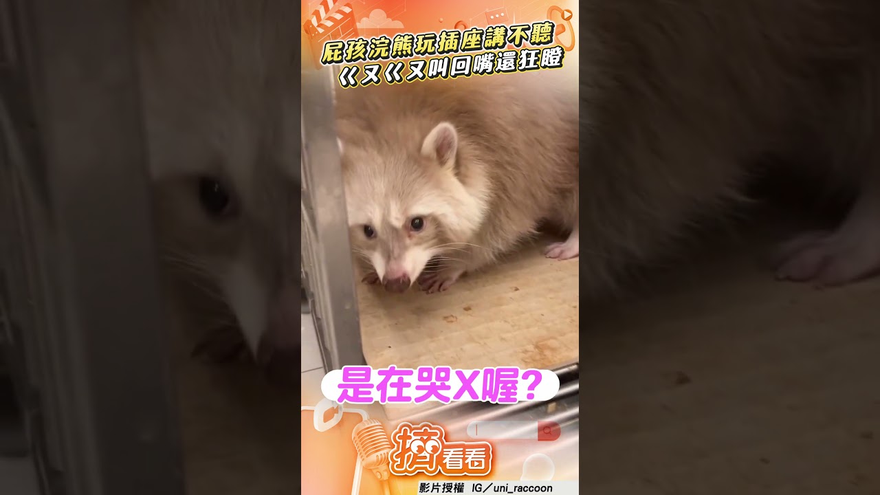 影音/屁孩浣熊玩插座講不聽! 被罵「ㄍㄡㄍㄡ叫」回嘴還狂瞪