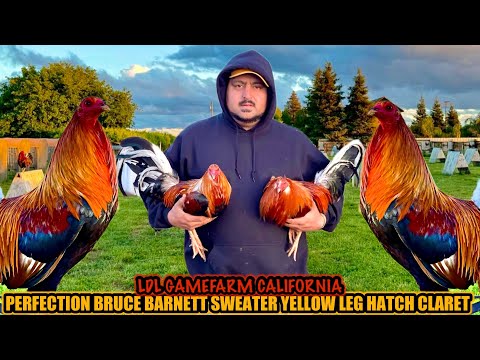 Perfection Bruce Barnett Sweater Yellow Leg Hatch Claret ~ LDL GAMEFARM CALIFORNIA