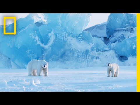 How to Photograph Polar Bears in One of the Most Extreme Places on Earth | Short Film Showcase